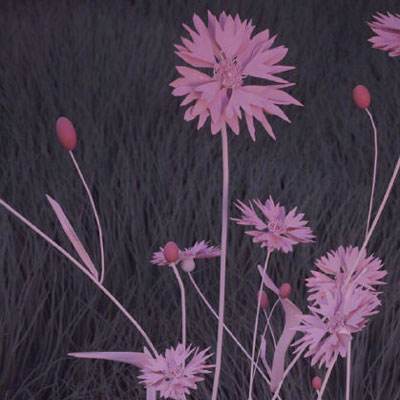 大发彩票下载手机版